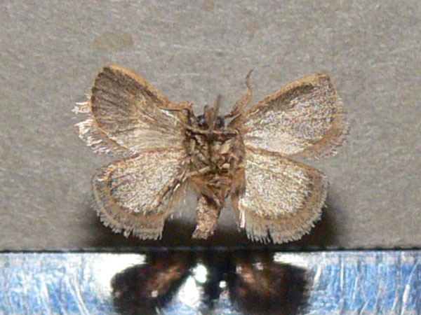 /filer/webapps/moths/media/images/F/fimbriata_Halseyia_A_Goff_01.jpg