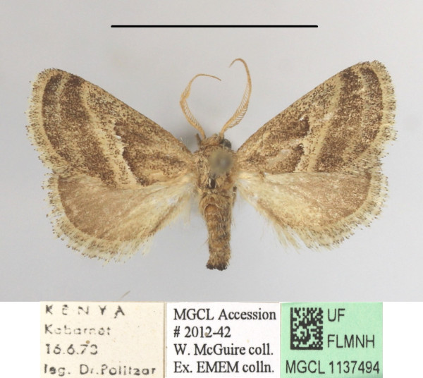/filer/webapps/moths/media/images/F/fimbriata_Halseyia_A_MGCLa_01.JPG