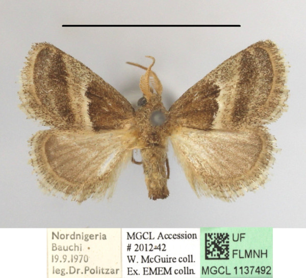 /filer/webapps/moths/media/images/F/fimbriata_Halseyia_A_MGCLa_03.JPG