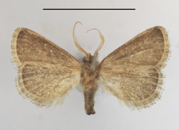 /filer/webapps/moths/media/images/F/fimbriata_Halseyia_A_MGCLb_01.JPG