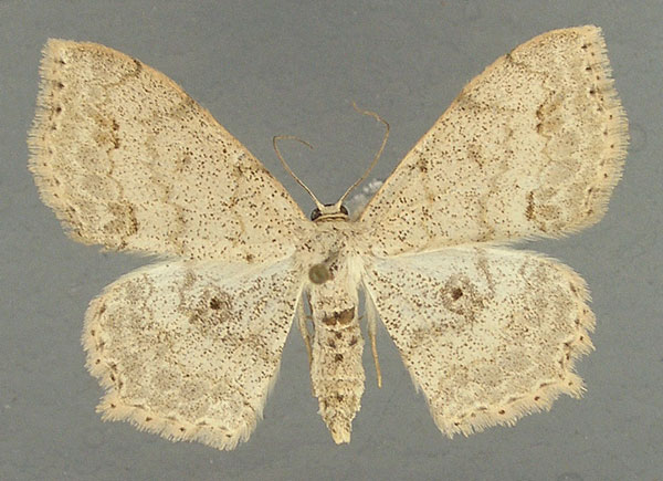 /filer/webapps/moths/media/images/F/fimbrilineata_Scopula_AF_TMSA.jpg