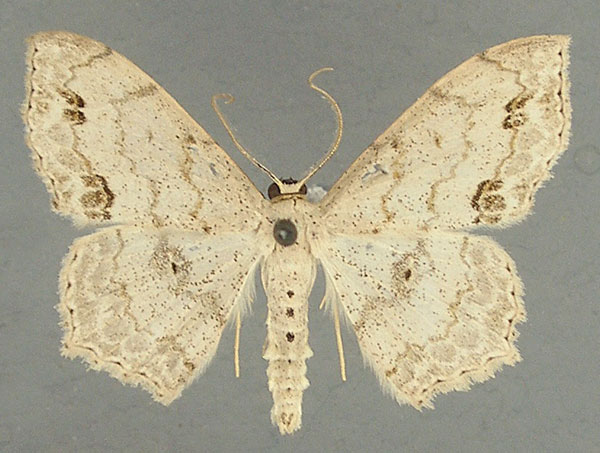 /filer/webapps/moths/media/images/F/fimbrilineata_Scopula_AM_TMSA.jpg