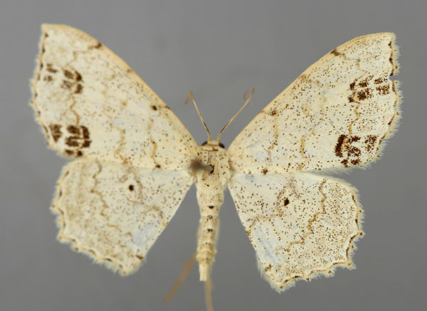 /filer/webapps/moths/media/images/F/fimbrilineata_Scopula_A_ZSM_01.jpg