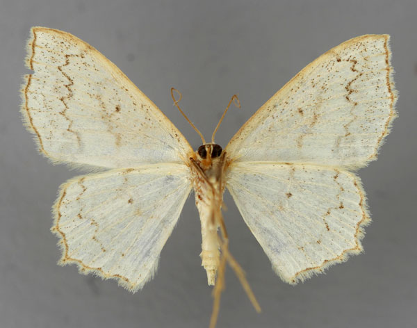 /filer/webapps/moths/media/images/F/fimbrilineata_Scopula_A_ZSM_02.jpg