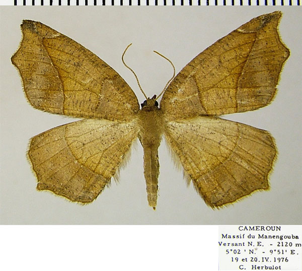 /filer/webapps/moths/media/images/F/fimosa_Epigynopteryx_AF_ZSM.jpg
