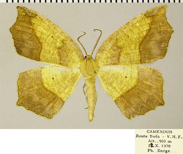 /filer/webapps/moths/media/images/F/fimosa_Epigynopteryx_AM_ZSM.jpg