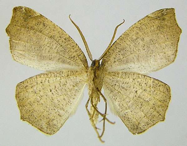 /filer/webapps/moths/media/images/F/fimosa_Epigynopteryx_AM_ZSMb.jpg