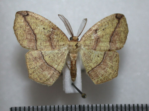 /filer/webapps/moths/media/images/F/fimosa_Epigynopteryx_A_Revell.jpg