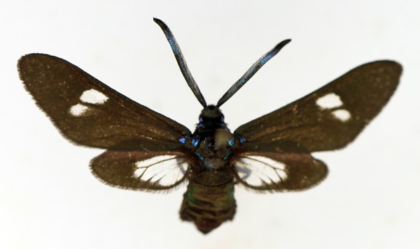 /filer/webapps/moths/media/images/F/finalis_Tascia_AF_TMSA.jpg
