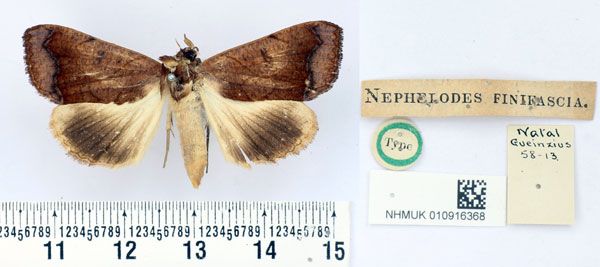 /filer/webapps/moths/media/images/F/finifascia_Nephelodes_HT_BMNH.jpg