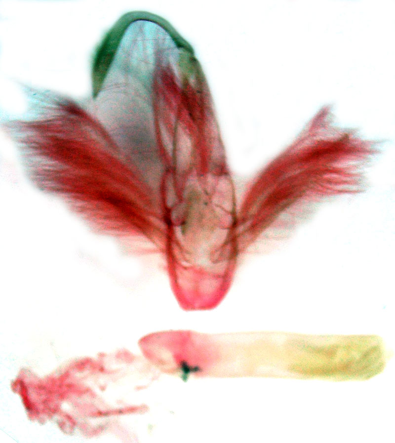 /filer/webapps/moths/media/images/F/finissima_Gracilodes_GMHT_Berio-4037.jpg