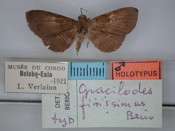 /filer/webapps/moths/media/images/F/finissima_Gracilodes_HT_RMCA_01.jpg