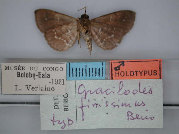 /filer/webapps/moths/media/images/F/finissima_Gracilodes_HT_RMCA_02.jpg