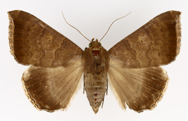 /filer/webapps/moths/media/images/F/finita_Achaea_AF_TMSA_01.jpg