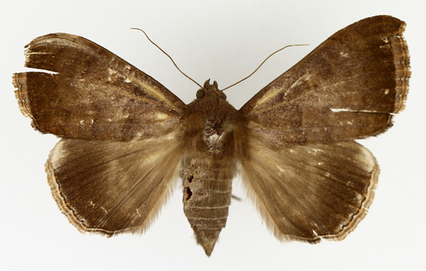 /filer/webapps/moths/media/images/F/finita_Achaea_AF_TMSA_02.jpg
