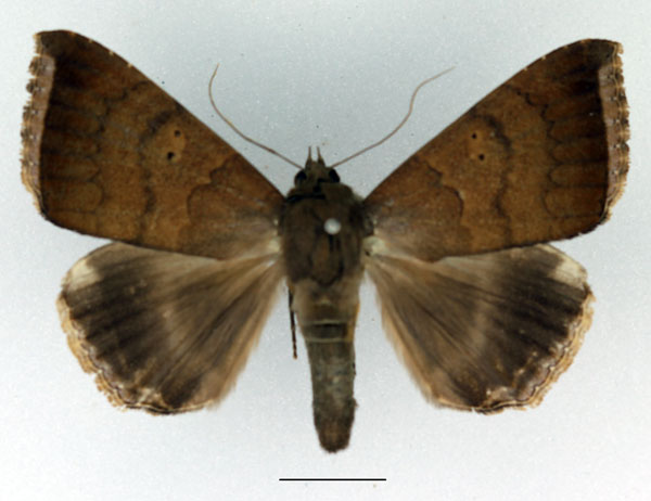 /filer/webapps/moths/media/images/F/finita_Achaea_AM_Basquin_01.jpg