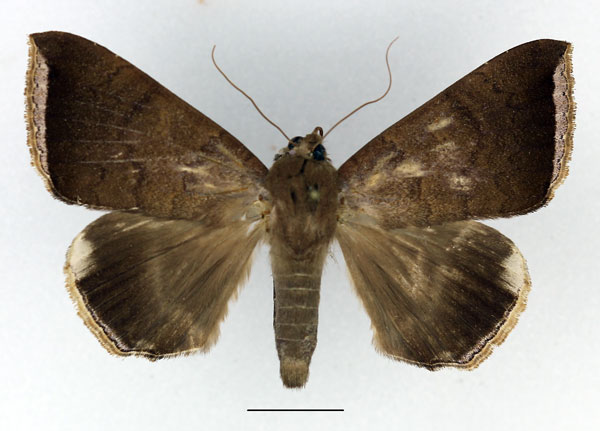 /filer/webapps/moths/media/images/F/finita_Achaea_AM_Basquin_02.jpg