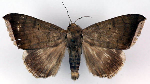 /filer/webapps/moths/media/images/F/finita_Achaea_AM_RMCA.jpg