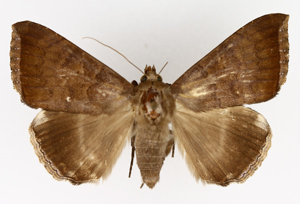 /filer/webapps/moths/media/images/F/finita_Achaea_AM_TMSA_02.jpg