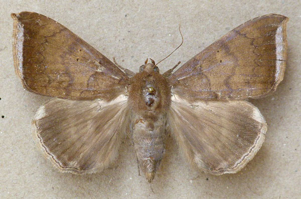 /filer/webapps/moths/media/images/F/finita_Achaea_A_Butler.jpg