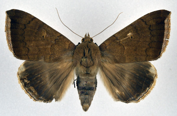 /filer/webapps/moths/media/images/F/finita_Achaea_A_NHMO.jpg