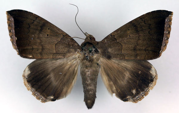 /filer/webapps/moths/media/images/F/finita_Achaea_A_RMCA.jpg