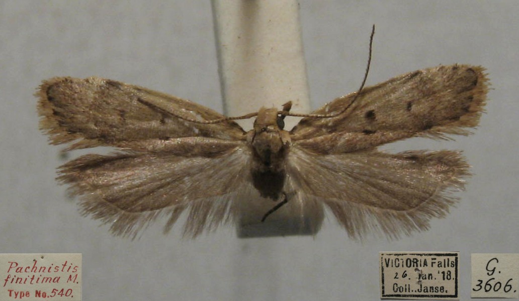 /filer/webapps/moths/media/images/F/finitima_Dichomeris_HTM_TMSA_3606.jpg
