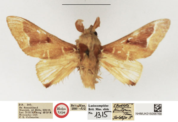 /filer/webapps/moths/media/images/F/finitorum_Streblote_HT_NHMUK.jpg
