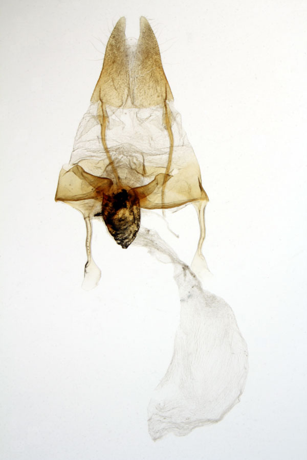 /filer/webapps/moths/media/images/F/firmata_Sesamia_GFPT_MNHN_MP28.jpg