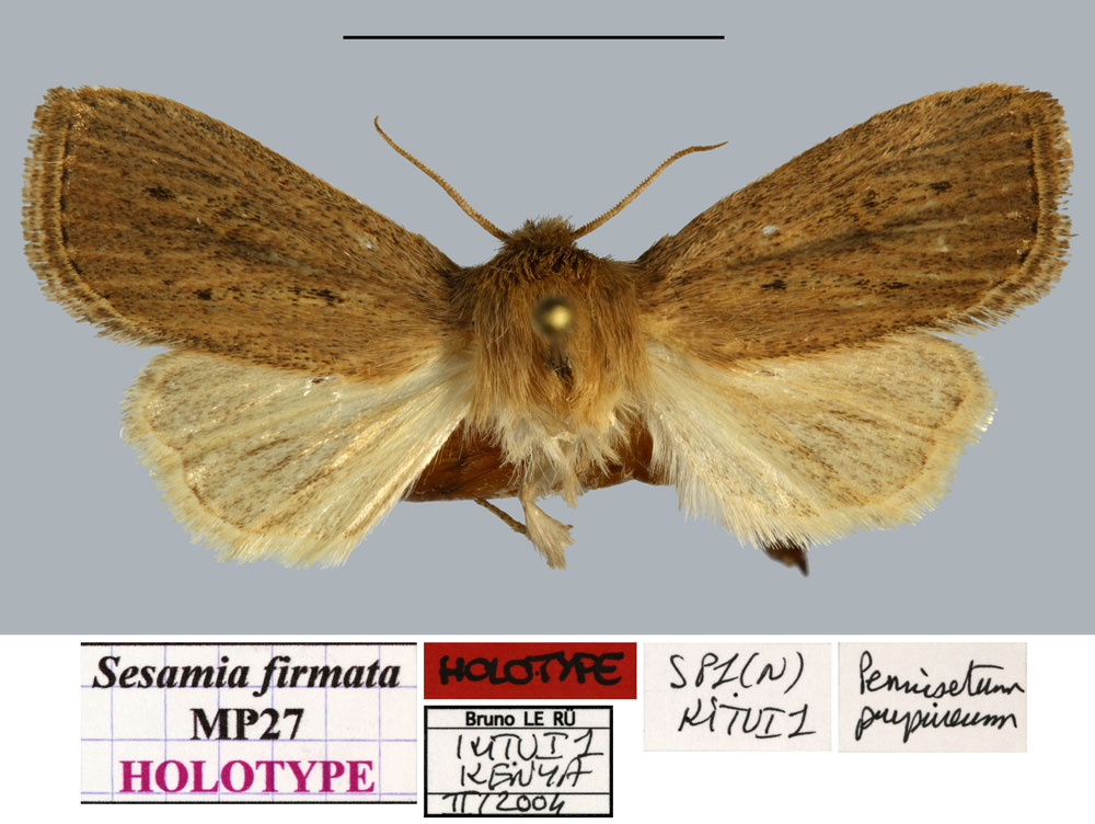 /filer/webapps/moths/media/images/F/firmata_Sesamia_HT_MNHNa.jpg