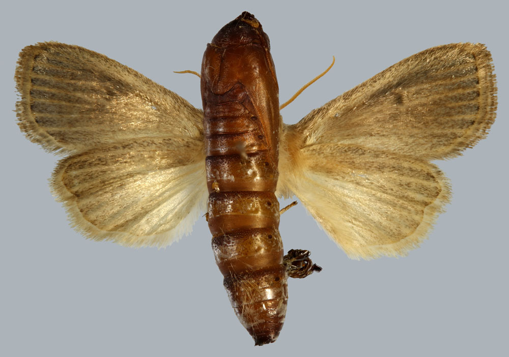 /filer/webapps/moths/media/images/F/firmata_Sesamia_HT_MNHNb.jpg