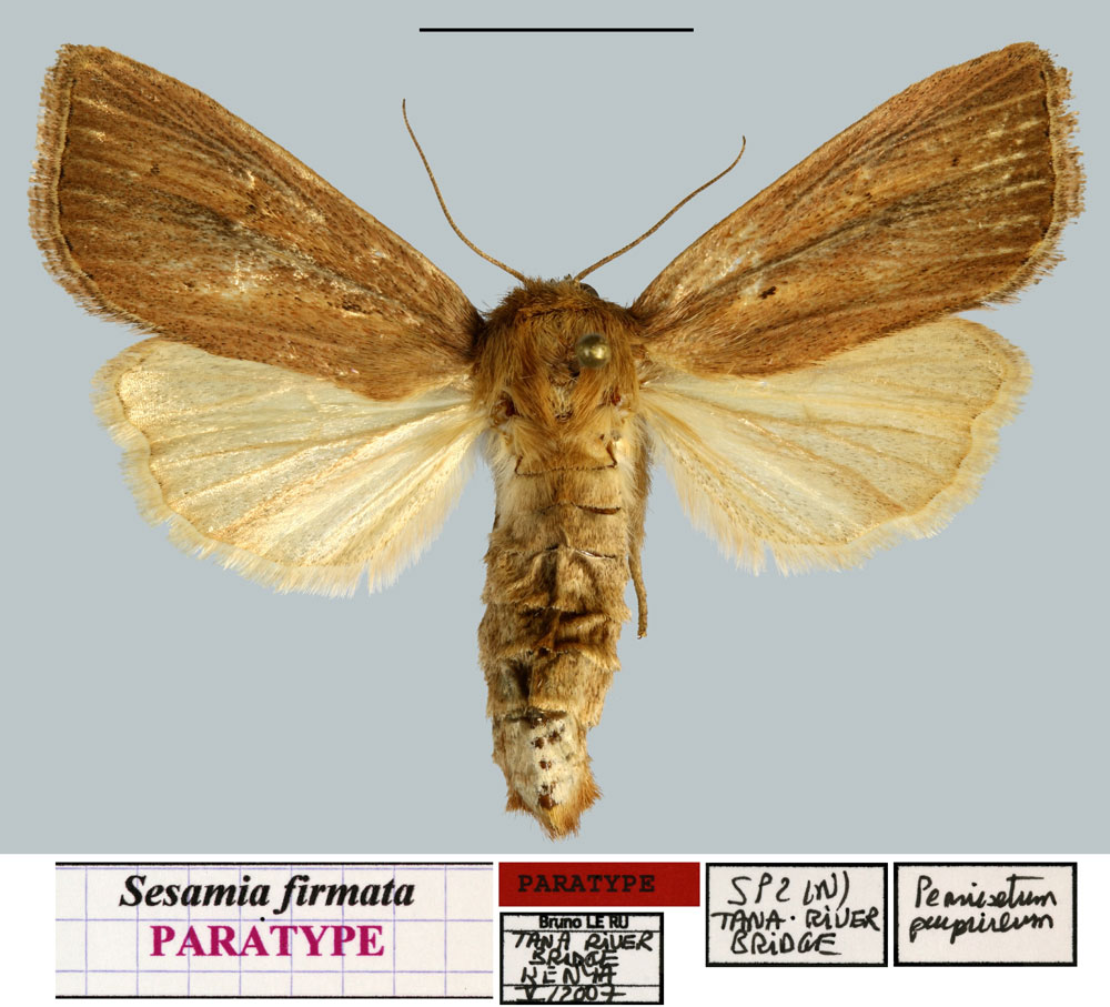 /filer/webapps/moths/media/images/F/firmata_Sesamia_PTF_MNHN.jpg