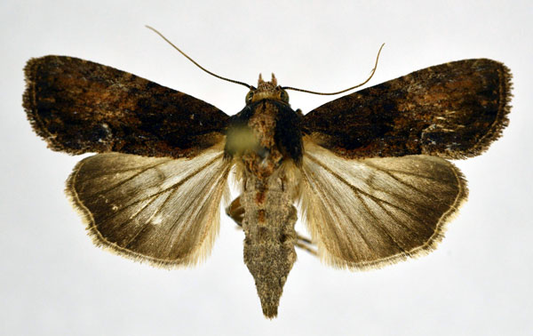 /filer/webapps/moths/media/images/F/firmivena_Stenopterygia_AF_NHMO_01.jpg