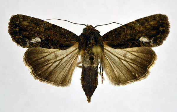 /filer/webapps/moths/media/images/F/firmivena_Stenopterygia_AF_NHMO_02.jpg