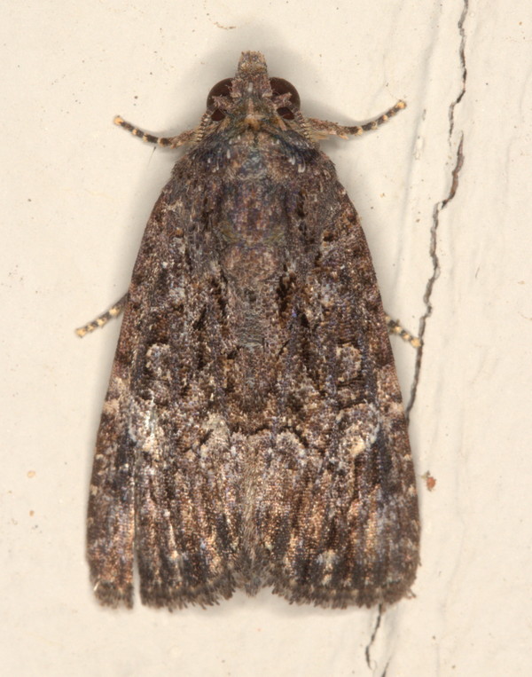 /filer/webapps/moths/media/images/F/firmivena_Stenopterygia_A_Heyns_01.jpg