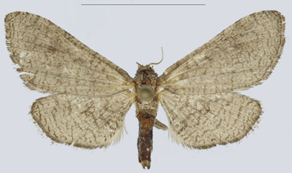 /filer/webapps/moths/media/images/F/fiscinella_Gnathodes_AF_ANHRTa.jpg