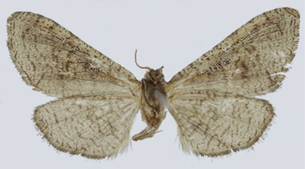 /filer/webapps/moths/media/images/F/fiscinella_Gnathodes_AF_ANHRTb.jpg