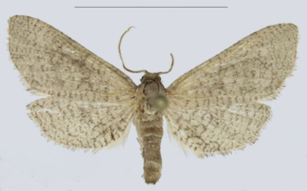 /filer/webapps/moths/media/images/F/fiscinella_Gnathodes_AM_ANHRTa.jpg