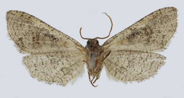 /filer/webapps/moths/media/images/F/fiscinella_Gnathodes_AM_ANHRTb.jpg