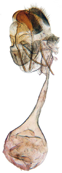 /filer/webapps/moths/media/images/F/fiscinella_Gnathodes_GF_ANHRT_80.jpg