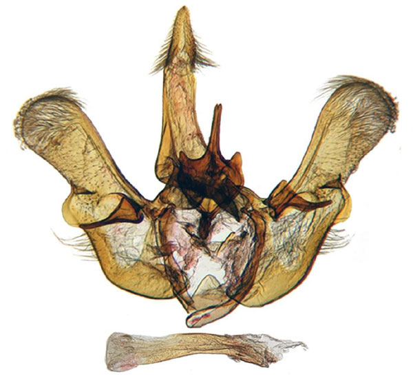/filer/webapps/moths/media/images/F/fiscinella_Gnathodes_GM_ANHRT_90.jpg