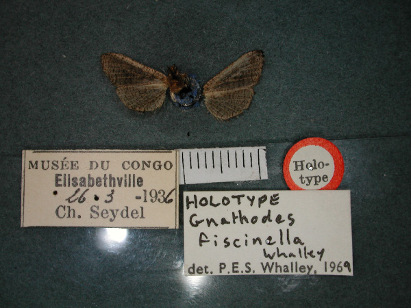 /filer/webapps/moths/media/images/F/fiscinella_Gnathodes_HT_RMCA_02.jpg