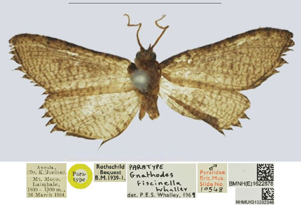 /filer/webapps/moths/media/images/F/fiscinella_Gnathodes_PTM_NHMUKa.jpg