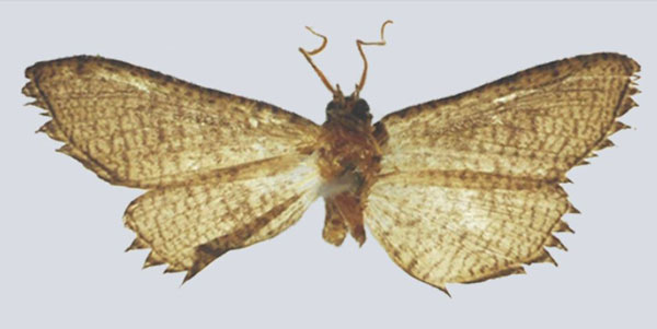 /filer/webapps/moths/media/images/F/fiscinella_Gnathodes_PTM_NHMUKb.jpg