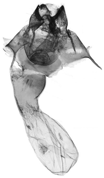 /filer/webapps/moths/media/images/F/fisheri_Tumicla_GFPT_ANHRT.jpg