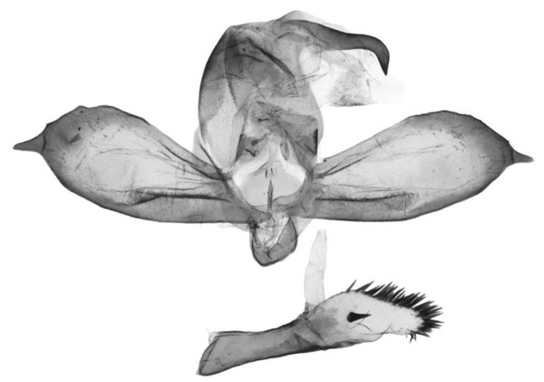 /filer/webapps/moths/media/images/F/fisheri_Tumicla_GMHT_ANHRT.jpg
