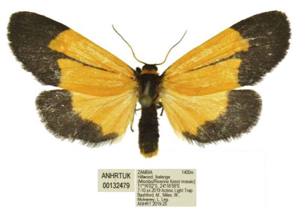 /filer/webapps/moths/media/images/F/fisheri_Tumicla_PTF_ANHRT.jpg