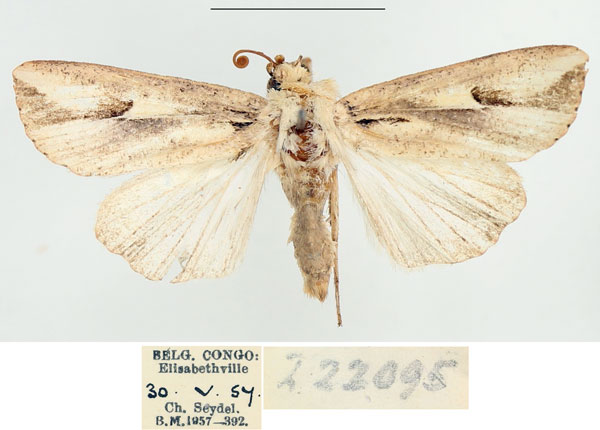/filer/webapps/moths/media/images/F/fissifascia_Leucania_AF_BMNH.jpg
