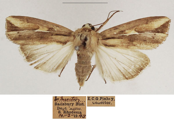 /filer/webapps/moths/media/images/F/fissifascia_Leucania_AF_TMSA.jpg
