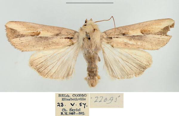 /filer/webapps/moths/media/images/F/fissifascia_Leucania_AM_BMNH.jpg